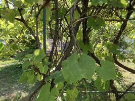 Grape vines grow in the garden photo