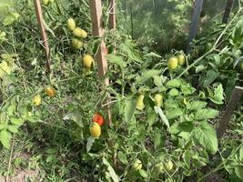 Tomatoes ripen in a greenhouse photo