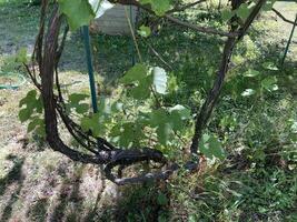 Grape vines grow in the garden photo