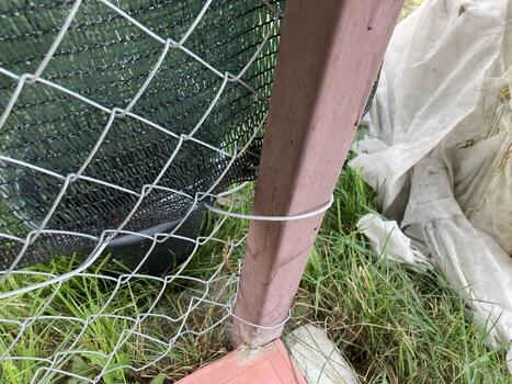 Installation of mosquito netting photo
