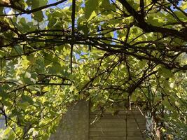 Grape vines grow in the garden photo