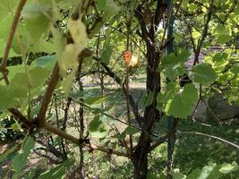 Grape vines grow in the garden photo