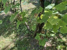 Grape vines grow in the garden photo
