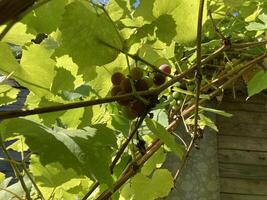 Grape vines grow in the garden photo