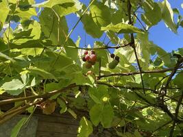Grape vines grow in the garden photo