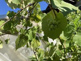 Grape vines grow in the garden photo