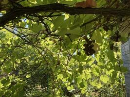 Grape vines grow in the garden photo