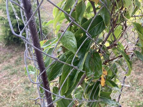 proteger un planta con un red desde gatos foto