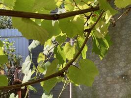 Grape vines grow in the garden photo