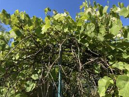 Grape vines grow in the garden photo