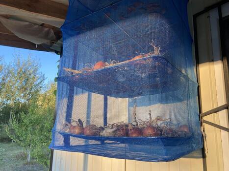 el secado cebollas en un almacenamiento red foto