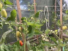 Tomatoes ripen in a greenhouse photo