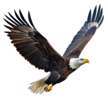 Bald eagle soaring with outstretched wings, cut out - stock . png