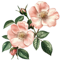 Pink flowers with leaves and buds in spring bloom, cut out - stock . png