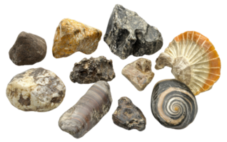 Fossils and minerals collected from diverse geological locations, cut out - stock . png