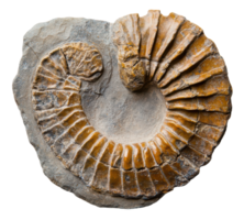 Ammonite fossil displayed on stone surface, cut out - stock . png