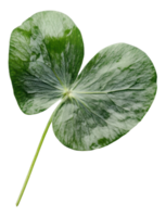 A close-up view of a green, heart-shaped leaf with variegated patterns, cut out - stock . png
