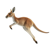 Kangaroo Jumping on Transparent Background AI-Generative png