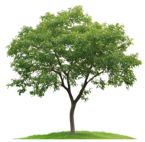 Lush green tree on grassy mound in daylight, cut out - stock . png