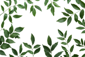 Green leaves arranged in a circular pattern creating a natural frame for various designs, cut out - stock . png