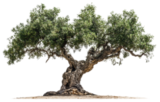 Ancient olive tree with twisted trunk and lush foliage in bright sunlight, cut out - stock . png