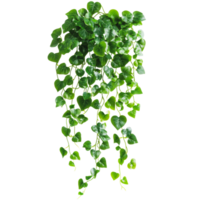 Green hanging plant with trailing vines indoors png
