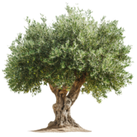 Old olive tree in a sunny field png