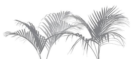 Coconut leaf and Palm leaf silhouette isolated on white background vector