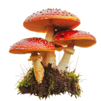 Colorful red mushrooms growing in a forest setting png