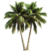 Two palm trees on a sunny day png