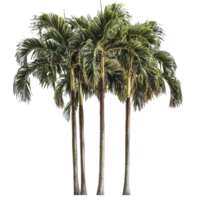 Group of tall palm trees in a sunny setting png