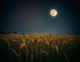 a full moon is shining and seen on the night starry skies over a wheat field on sharad purnima celeberation photo