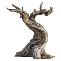 Ancient twisted tree trunk in natural setting png