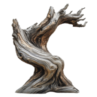 Twisted weathered tree trunk in natural setting png