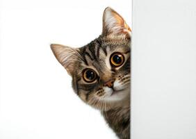 Banner Funny cat peeks out from behind the wall. Copy space. Cat looks out, cat on white background peeks around the corner. A smart, playful and curious kitten looks into the camera. photo