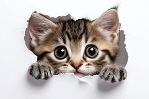 A cat is peeking out of a hole in a white paper isolated background. photo
