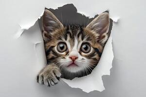 A cat is peeking out of a hole in a white paper isolated background. photo