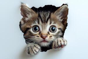 A cat is peeking out of a hole in a white paper isolated background. photo