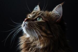 Close-up of a cat looking up against a teal background, capturing its curious and serene expression. photo