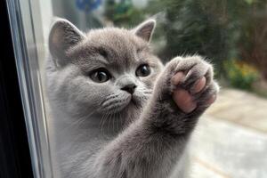 A British Shorthair cat touches a clear window with its paw, sitting on a windowsill with a light background. photo