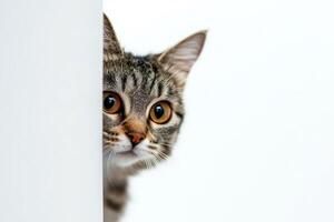 Banner Funny cat peeks out from behind the wall. Copy space. Cat looks out, cat on white background peeks around the corner. A smart, playful and curious kitten looks into the camera. photo