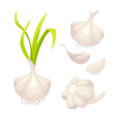 Featuring whole garlic bulbs with green stems, separated cloves, and roots, showcasing the plants growth stages