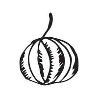 Hand drawn pumpkin. Doodle pumpkins isolated on white background. vector