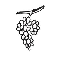 hand drawn Bunch of grapes outline doodle icon isolated on white background. vector