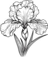 Sketch of a flower blossom iris hand-drawn illustration branch of leaves botanical collection pencil art isolates image on white background coloring books for children and adults vector