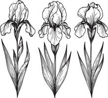 Outline iris flower drawing, realistic iris flower drawing, easy iris flower drawing, simple iris flower drawing, iris flower drawing tattoo, simple iris flower drawings vector