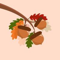 acorns on a branch vector