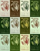 Set of drawing COCOA TREE in various colors. Hand drawn illustration. Latin name is THEOBROMA CACAO L. vector