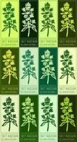 Set of drawing SWEET MARJORAM in various colors. Hand drawn illustration. Latin name is ORIGANUM MAJORANA L. vector