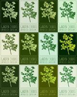 Set of drawing GARDEN CHERVIL in various colors. Hand drawn illustration. Latin name is ANTHRISCUS CEREFOLIUM L. vector